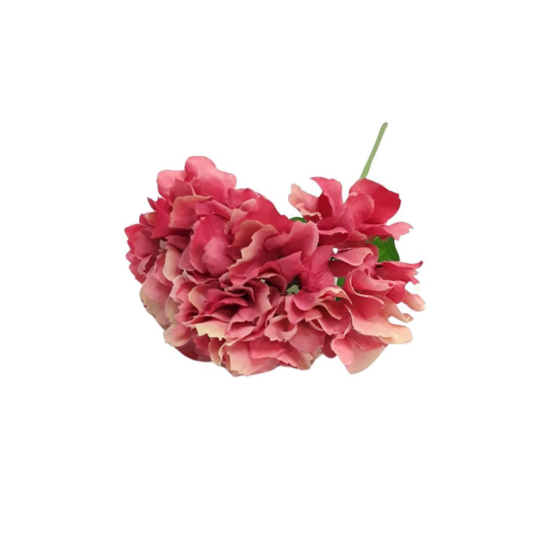 Italian Hydrangea - Coral Pink