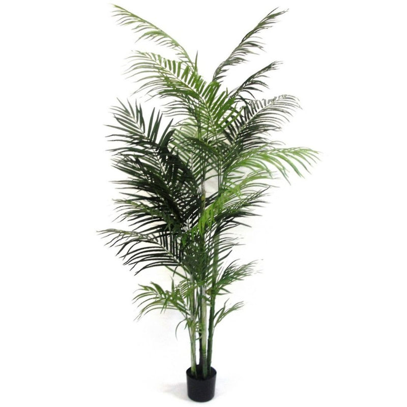 Potted Areca Palm - 2.1m