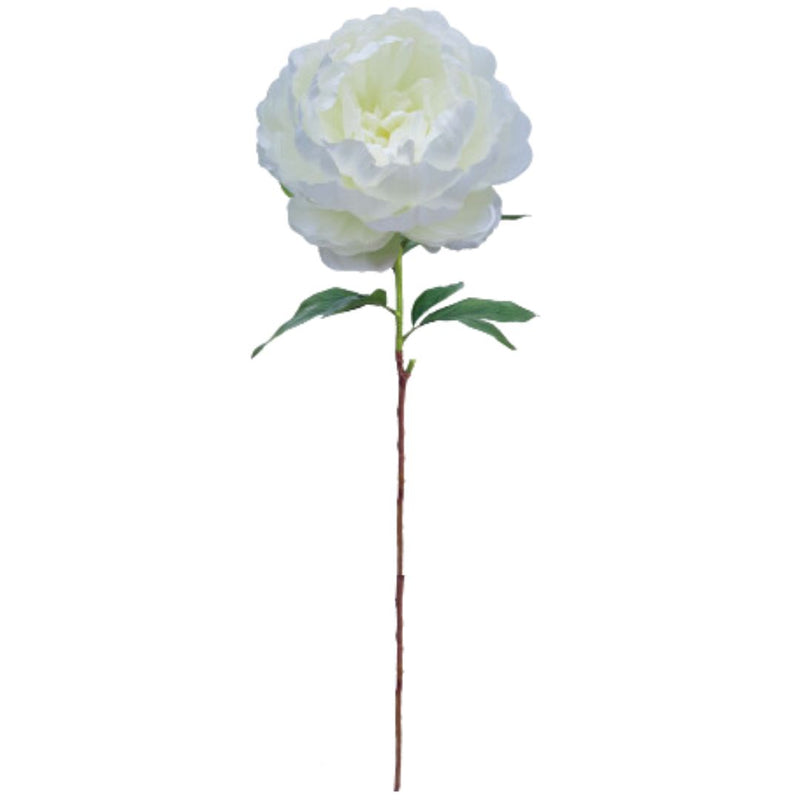 Large Queen Peony - White