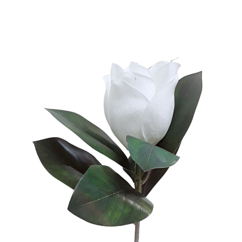 Short Stem Magnolia - White